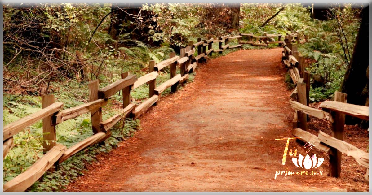 Vereda